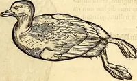 Picture 301 of 971 from Icones animalium quadrupedum uiuiparorum et ouiparorum : quae in Historiae animalium Conradi Gesneri libro I. et II. describuntur, cum nomenclaturis singulorum latinis, graecis, italicis, gallicis, et germanicis plerunque, et aliarum quoque linguarum, certis ordinibus digestae (1560), leaf 234