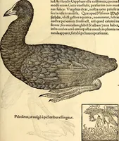 Picture 304 of 971 from Icones animalium quadrupedum uiuiparorum et ouiparorum : quae in Historiae animalium Conradi Gesneri libro I. et II. describuntur, cum nomenclaturis singulorum latinis, graecis, italicis, gallicis, et germanicis plerunque, et aliarum quoque linguarum, certis ordinibus digestae (1560), leaf 236