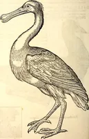 Picture 305 of 971 from Icones animalium quadrupedum uiuiparorum et ouiparorum : quae in Historiae animalium Conradi Gesneri libro I. et II. describuntur, cum nomenclaturis singulorum latinis, graecis, italicis, gallicis, et germanicis plerunque, et aliarum quoque linguarum, certis ordinibus digestae (1560), leaf 237