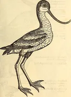 Picture 306 of 971 from Icones animalium quadrupedum uiuiparorum et ouiparorum : quae in Historiae animalium Conradi Gesneri libro I. et II. describuntur, cum nomenclaturis singulorum latinis, graecis, italicis, gallicis, et germanicis plerunque, et aliarum quoque linguarum, certis ordinibus digestae (1560), leaf 238
