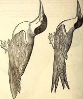 Picture 311 of 971 from Icones animalium quadrupedum uiuiparorum et ouiparorum : quae in Historiae animalium Conradi Gesneri libro I. et II. describuntur, cum nomenclaturis singulorum latinis, graecis, italicis, gallicis, et germanicis plerunque, et aliarum quoque linguarum, certis ordinibus digestae (1560), leaf 241