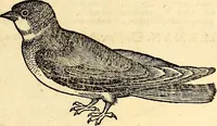 Picture 313 of 971 from Icones animalium quadrupedum uiuiparorum et ouiparorum : quae in Historiae animalium Conradi Gesneri libro I. et II. describuntur, cum nomenclaturis singulorum latinis, graecis, italicis, gallicis, et germanicis plerunque, et aliarum quoque linguarum, certis ordinibus digestae (1560), leaf 242