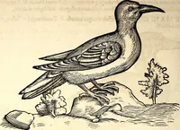 Picture 314 of 971 from Icones animalium quadrupedum uiuiparorum et ouiparorum : quae in Historiae animalium Conradi Gesneri libro I. et II. describuntur, cum nomenclaturis singulorum latinis, graecis, italicis, gallicis, et germanicis plerunque, et aliarum quoque linguarum, certis ordinibus digestae (1560), leaf 243