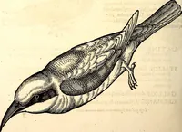Picture 315 of 971 from Icones animalium quadrupedum uiuiparorum et ouiparorum : quae in Historiae animalium Conradi Gesneri libro I. et II. describuntur, cum nomenclaturis singulorum latinis, graecis, italicis, gallicis, et germanicis plerunque, et aliarum quoque linguarum, certis ordinibus digestae (1560), leaf 243