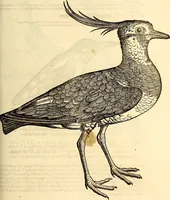 An illustration from Icones animalium quadrupedum uiuiparorum et ouiparorum : quae in Historiae animalium Conradi Gesneri libro I. et II. describuntur, cum nomenclaturis singulorum latinis, graecis, italicis, gallicis, et germanicis plerunque, et aliarum quoque linguarum, certis ordinibus digestae (1560)