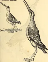 Picture 318 of 971 from Icones animalium quadrupedum uiuiparorum et ouiparorum : quae in Historiae animalium Conradi Gesneri libro I. et II. describuntur, cum nomenclaturis singulorum latinis, graecis, italicis, gallicis, et germanicis plerunque, et aliarum quoque linguarum, certis ordinibus digestae (1560), leaf 246