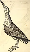Picture 319 of 971 from Icones animalium quadrupedum uiuiparorum et ouiparorum : quae in Historiae animalium Conradi Gesneri libro I. et II. describuntur, cum nomenclaturis singulorum latinis, graecis, italicis, gallicis, et germanicis plerunque, et aliarum quoque linguarum, certis ordinibus digestae (1560), leaf 247