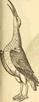 Picture 320 of 971 from Icones animalium quadrupedum uiuiparorum et ouiparorum : quae in Historiae animalium Conradi Gesneri libro I. et II. describuntur, cum nomenclaturis singulorum latinis, graecis, italicis, gallicis, et germanicis plerunque, et aliarum quoque linguarum, certis ordinibus digestae (1560), leaf 248