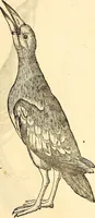 Picture 321 of 971 from Icones animalium quadrupedum uiuiparorum et ouiparorum : quae in Historiae animalium Conradi Gesneri libro I. et II. describuntur, cum nomenclaturis singulorum latinis, graecis, italicis, gallicis, et germanicis plerunque, et aliarum quoque linguarum, certis ordinibus digestae (1560), leaf 248