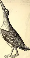 Picture 322 of 971 from Icones animalium quadrupedum uiuiparorum et ouiparorum : quae in Historiae animalium Conradi Gesneri libro I. et II. describuntur, cum nomenclaturis singulorum latinis, graecis, italicis, gallicis, et germanicis plerunque, et aliarum quoque linguarum, certis ordinibus digestae (1560), leaf 249