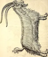 Picture 11 of 971 from Icones animalium quadrupedum uiuiparorum et ouiparorum : quae in Historiae animalium Conradi Gesneri libro I. et II. describuntur, cum nomenclaturis singulorum latinis, graecis, italicis, gallicis, et germanicis plerunque, et aliarum quoque linguarum, certis ordinibus digestae (1560), leaf 25