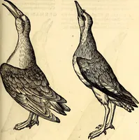 Picture 325 of 971 from Icones animalium quadrupedum uiuiparorum et ouiparorum : quae in Historiae animalium Conradi Gesneri libro I. et II. describuntur, cum nomenclaturis singulorum latinis, graecis, italicis, gallicis, et germanicis plerunque, et aliarum quoque linguarum, certis ordinibus digestae (1560), leaf 252
