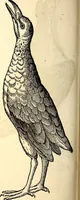 Picture 327 of 971 from Icones animalium quadrupedum uiuiparorum et ouiparorum : quae in Historiae animalium Conradi Gesneri libro I. et II. describuntur, cum nomenclaturis singulorum latinis, graecis, italicis, gallicis, et germanicis plerunque, et aliarum quoque linguarum, certis ordinibus digestae (1560), leaf 253