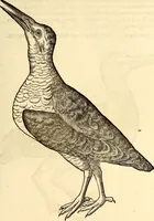 Picture 329 of 971 from Icones animalium quadrupedum uiuiparorum et ouiparorum : quae in Historiae animalium Conradi Gesneri libro I. et II. describuntur, cum nomenclaturis singulorum latinis, graecis, italicis, gallicis, et germanicis plerunque, et aliarum quoque linguarum, certis ordinibus digestae (1560), leaf 256
