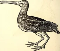 Picture 330 of 971 from Icones animalium quadrupedum uiuiparorum et ouiparorum : quae in Historiae animalium Conradi Gesneri libro I. et II. describuntur, cum nomenclaturis singulorum latinis, graecis, italicis, gallicis, et germanicis plerunque, et aliarum quoque linguarum, certis ordinibus digestae (1560), leaf 257