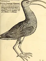 Picture 331 of 971 from Icones animalium quadrupedum uiuiparorum et ouiparorum : quae in Historiae animalium Conradi Gesneri libro I. et II. describuntur, cum nomenclaturis singulorum latinis, graecis, italicis, gallicis, et germanicis plerunque, et aliarum quoque linguarum, certis ordinibus digestae (1560), leaf 258