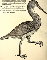 An illustration from Icones animalium quadrupedum uiuiparorum et ouiparorum : quae in Historiae animalium Conradi Gesneri libro I. et II. describuntur, cum nomenclaturis singulorum latinis, graecis, italicis, gallicis, et germanicis plerunque, et aliarum quoque linguarum, certis ordinibus digestae (1560)