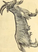 Picture 12 of 971 from Icones animalium quadrupedum uiuiparorum et ouiparorum : quae in Historiae animalium Conradi Gesneri libro I. et II. describuntur, cum nomenclaturis singulorum latinis, graecis, italicis, gallicis, et germanicis plerunque, et aliarum quoque linguarum, certis ordinibus digestae (1560), leaf 26