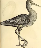 Picture 333 of 971 from Icones animalium quadrupedum uiuiparorum et ouiparorum : quae in Historiae animalium Conradi Gesneri libro I. et II. describuntur, cum nomenclaturis singulorum latinis, graecis, italicis, gallicis, et germanicis plerunque, et aliarum quoque linguarum, certis ordinibus digestae (1560), leaf 260