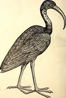 Picture 334 of 971 from Icones animalium quadrupedum uiuiparorum et ouiparorum : quae in Historiae animalium Conradi Gesneri libro I. et II. describuntur, cum nomenclaturis singulorum latinis, graecis, italicis, gallicis, et germanicis plerunque, et aliarum quoque linguarum, certis ordinibus digestae (1560), leaf 261