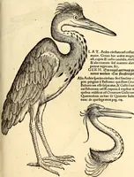 An illustration from Icones animalium quadrupedum uiuiparorum et ouiparorum : quae in Historiae animalium Conradi Gesneri libro I. et II. describuntur, cum nomenclaturis singulorum latinis, graecis, italicis, gallicis, et germanicis plerunque, et aliarum quoque linguarum, certis ordinibus digestae (1560)