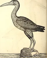 Picture 338 of 971 from Icones animalium quadrupedum uiuiparorum et ouiparorum : quae in Historiae animalium Conradi Gesneri libro I. et II. describuntur, cum nomenclaturis singulorum latinis, graecis, italicis, gallicis, et germanicis plerunque, et aliarum quoque linguarum, certis ordinibus digestae (1560), leaf 265