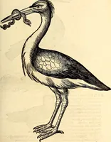 Picture 339 of 971 from Icones animalium quadrupedum uiuiparorum et ouiparorum : quae in Historiae animalium Conradi Gesneri libro I. et II. describuntur, cum nomenclaturis singulorum latinis, graecis, italicis, gallicis, et germanicis plerunque, et aliarum quoque linguarum, certis ordinibus digestae (1560), leaf 266