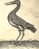 Picture 340 of 971 from Icones animalium quadrupedum uiuiparorum et ouiparorum : quae in Historiae animalium Conradi Gesneri libro I. et II. describuntur, cum nomenclaturis singulorum latinis, graecis, italicis, gallicis, et germanicis plerunque, et aliarum quoque linguarum, certis ordinibus digestae (1560), leaf 267