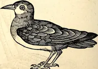 Picture 341 of 971 from Icones animalium quadrupedum uiuiparorum et ouiparorum : quae in Historiae animalium Conradi Gesneri libro I. et II. describuntur, cum nomenclaturis singulorum latinis, graecis, italicis, gallicis, et germanicis plerunque, et aliarum quoque linguarum, certis ordinibus digestae (1560), leaf 267