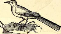 Picture 344 of 971 from Icones animalium quadrupedum uiuiparorum et ouiparorum : quae in Historiae animalium Conradi Gesneri libro I. et II. describuntur, cum nomenclaturis singulorum latinis, graecis, italicis, gallicis, et germanicis plerunque, et aliarum quoque linguarum, certis ordinibus digestae (1560), leaf 269