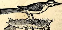 An illustration from Icones animalium quadrupedum uiuiparorum et ouiparorum : quae in Historiae animalium Conradi Gesneri libro I. et II. describuntur, cum nomenclaturis singulorum latinis, graecis, italicis, gallicis, et germanicis plerunque, et aliarum quoque linguarum, certis ordinibus digestae (1560)