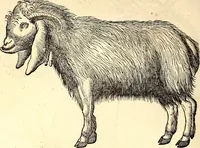 Picture 13 of 971 from Icones animalium quadrupedum uiuiparorum et ouiparorum : quae in Historiae animalium Conradi Gesneri libro I. et II. describuntur, cum nomenclaturis singulorum latinis, graecis, italicis, gallicis, et germanicis plerunque, et aliarum quoque linguarum, certis ordinibus digestae (1560), leaf 27