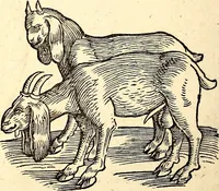 An illustration from Icones animalium quadrupedum uiuiparorum et ouiparorum : quae in Historiae animalium Conradi Gesneri libro I. et II. describuntur, cum nomenclaturis singulorum latinis, graecis, italicis, gallicis, et germanicis plerunque, et aliarum quoque linguarum, certis ordinibus digestae (1560)