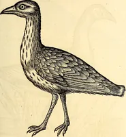 Picture 346 of 971 from Icones animalium quadrupedum uiuiparorum et ouiparorum : quae in Historiae animalium Conradi Gesneri libro I. et II. describuntur, cum nomenclaturis singulorum latinis, graecis, italicis, gallicis, et germanicis plerunque, et aliarum quoque linguarum, certis ordinibus digestae (1560), leaf 270