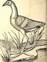 Picture 347 of 971 from Icones animalium quadrupedum uiuiparorum et ouiparorum : quae in Historiae animalium Conradi Gesneri libro I. et II. describuntur, cum nomenclaturis singulorum latinis, graecis, italicis, gallicis, et germanicis plerunque, et aliarum quoque linguarum, certis ordinibus digestae (1560), leaf 271