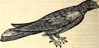 Picture 351 of 971 from Icones animalium quadrupedum uiuiparorum et ouiparorum : quae in Historiae animalium Conradi Gesneri libro I. et II. describuntur, cum nomenclaturis singulorum latinis, graecis, italicis, gallicis, et germanicis plerunque, et aliarum quoque linguarum, certis ordinibus digestae (1560), leaf 275