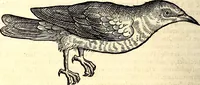 Picture 354 of 971 from Icones animalium quadrupedum uiuiparorum et ouiparorum : quae in Historiae animalium Conradi Gesneri libro I. et II. describuntur, cum nomenclaturis singulorum latinis, graecis, italicis, gallicis, et germanicis plerunque, et aliarum quoque linguarum, certis ordinibus digestae (1560), leaf 277