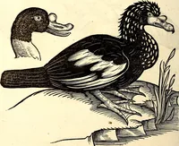 Picture 356 of 971 from Icones animalium quadrupedum uiuiparorum et ouiparorum : quae in Historiae animalium Conradi Gesneri libro I. et II. describuntur, cum nomenclaturis singulorum latinis, graecis, italicis, gallicis, et germanicis plerunque, et aliarum quoque linguarum, certis ordinibus digestae (1560), leaf 279