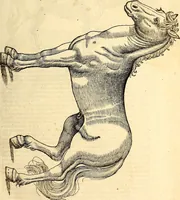 Picture 15 of 971 from Icones animalium quadrupedum uiuiparorum et ouiparorum : quae in Historiae animalium Conradi Gesneri libro I. et II. describuntur, cum nomenclaturis singulorum latinis, graecis, italicis, gallicis, et germanicis plerunque, et aliarum quoque linguarum, certis ordinibus digestae (1560), leaf 28