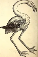 Picture 358 of 971 from Icones animalium quadrupedum uiuiparorum et ouiparorum : quae in Historiae animalium Conradi Gesneri libro I. et II. describuntur, cum nomenclaturis singulorum latinis, graecis, italicis, gallicis, et germanicis plerunque, et aliarum quoque linguarum, certis ordinibus digestae (1560), leaf 281
