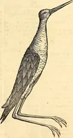 Picture 359 of 971 from Icones animalium quadrupedum uiuiparorum et ouiparorum : quae in Historiae animalium Conradi Gesneri libro I. et II. describuntur, cum nomenclaturis singulorum latinis, graecis, italicis, gallicis, et germanicis plerunque, et aliarum quoque linguarum, certis ordinibus digestae (1560), leaf 282