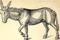 Picture 16 of 971 from Icones animalium quadrupedum uiuiparorum et ouiparorum : quae in Historiae animalium Conradi Gesneri libro I. et II. describuntur, cum nomenclaturis singulorum latinis, graecis, italicis, gallicis, et germanicis plerunque, et aliarum quoque linguarum, certis ordinibus digestae (1560), leaf 29
