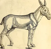 Picture 17 of 971 from Icones animalium quadrupedum uiuiparorum et ouiparorum : quae in Historiae animalium Conradi Gesneri libro I. et II. describuntur, cum nomenclaturis singulorum latinis, graecis, italicis, gallicis, et germanicis plerunque, et aliarum quoque linguarum, certis ordinibus digestae (1560), leaf 30