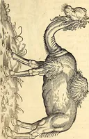 Picture 19 of 971 from Icones animalium quadrupedum uiuiparorum et ouiparorum : quae in Historiae animalium Conradi Gesneri libro I. et II. describuntur, cum nomenclaturis singulorum latinis, graecis, italicis, gallicis, et germanicis plerunque, et aliarum quoque linguarum, certis ordinibus digestae (1560), leaf 32