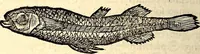 Picture 362 of 971 from Icones animalium quadrupedum uiuiparorum et ouiparorum : quae in Historiae animalium Conradi Gesneri libro I. et II. describuntur, cum nomenclaturis singulorum latinis, graecis, italicis, gallicis, et germanicis plerunque, et aliarum quoque linguarum, certis ordinibus digestae (1560), leaf 323