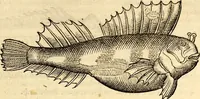 Picture 372 of 971 from Icones animalium quadrupedum uiuiparorum et ouiparorum : quae in Historiae animalium Conradi Gesneri libro I. et II. describuntur, cum nomenclaturis singulorum latinis, graecis, italicis, gallicis, et germanicis plerunque, et aliarum quoque linguarum, certis ordinibus digestae (1560), leaf 330