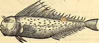 Picture 373 of 971 from Icones animalium quadrupedum uiuiparorum et ouiparorum : quae in Historiae animalium Conradi Gesneri libro I. et II. describuntur, cum nomenclaturis singulorum latinis, graecis, italicis, gallicis, et germanicis plerunque, et aliarum quoque linguarum, certis ordinibus digestae (1560), leaf 330