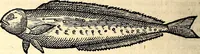 Picture 375 of 971 from Icones animalium quadrupedum uiuiparorum et ouiparorum : quae in Historiae animalium Conradi Gesneri libro I. et II. describuntur, cum nomenclaturis singulorum latinis, graecis, italicis, gallicis, et germanicis plerunque, et aliarum quoque linguarum, certis ordinibus digestae (1560), leaf 331