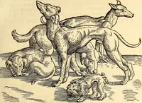 An illustration from Icones animalium quadrupedum uiuiparorum et ouiparorum : quae in Historiae animalium Conradi Gesneri libro I. et II. describuntur, cum nomenclaturis singulorum latinis, graecis, italicis, gallicis, et germanicis plerunque, et aliarum quoque linguarum, certis ordinibus digestae (1560)
