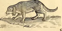 An illustration from Icones animalium quadrupedum uiuiparorum et ouiparorum : quae in Historiae animalium Conradi Gesneri libro I. et II. describuntur, cum nomenclaturis singulorum latinis, graecis, italicis, gallicis, et germanicis plerunque, et aliarum quoque linguarum, certis ordinibus digestae (1560)